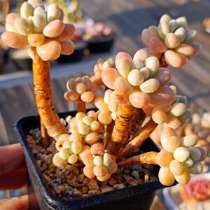 Graptosedum Cute Shell