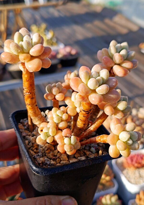 Graptosedum Cute Shell