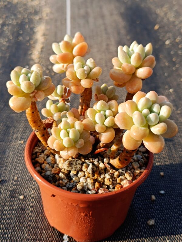 Graptosedum Cute Shell – Image 3