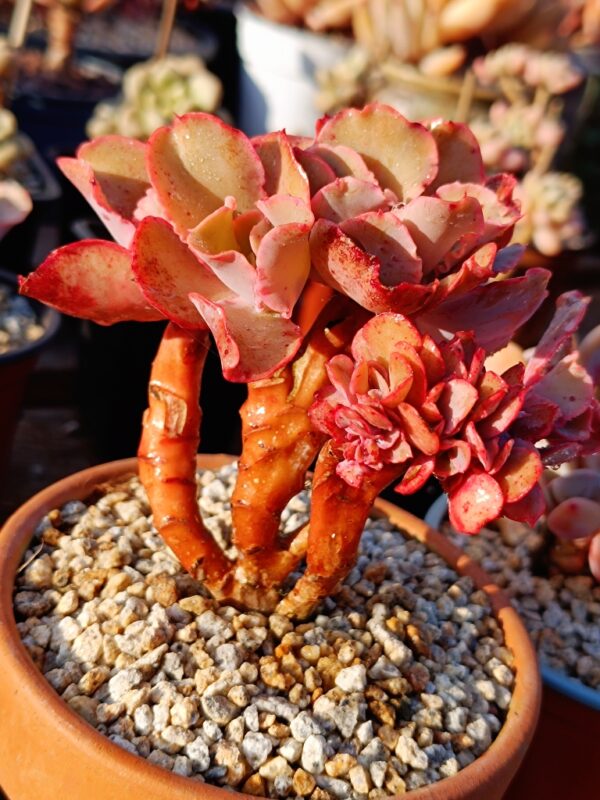 Echeveria Takasago No Okina cristata – Image 2