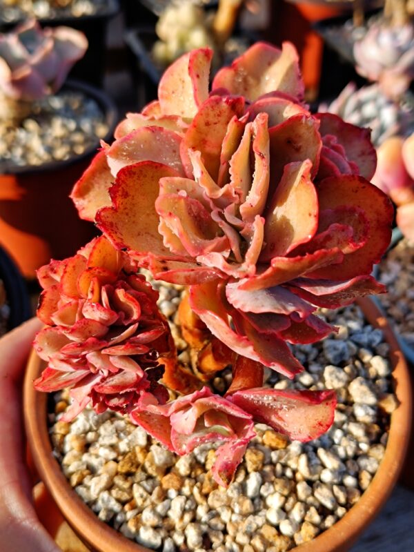 Echeveria Takasago No Okina cristata