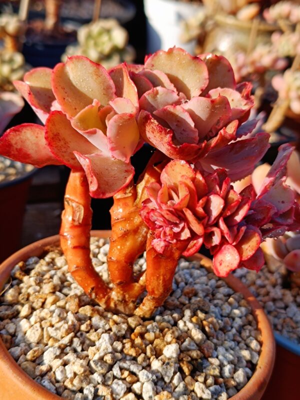 Echeveria Takasago No Okina cristata – Image 3