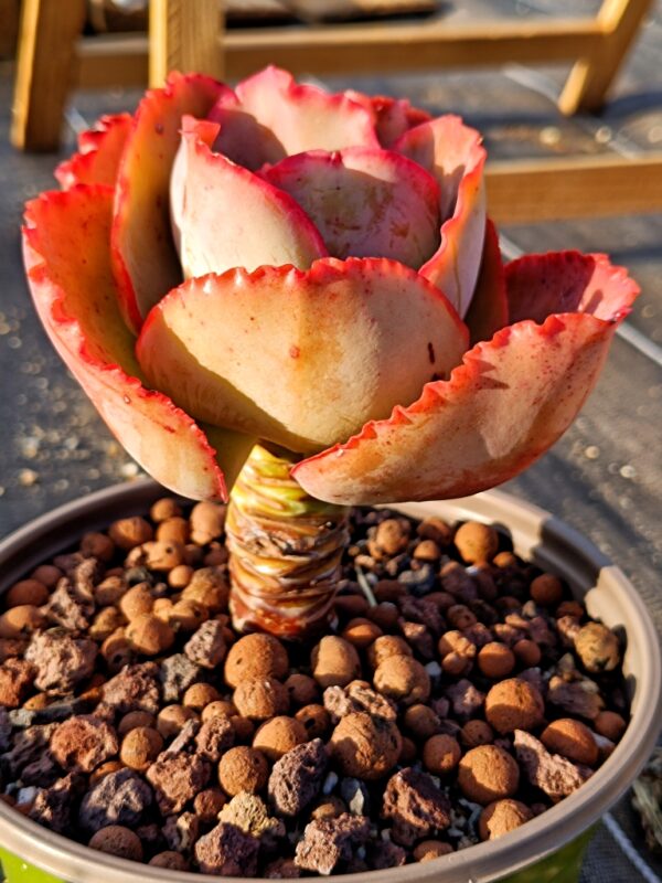 Echeveria Blueenchantress XL – Image 2