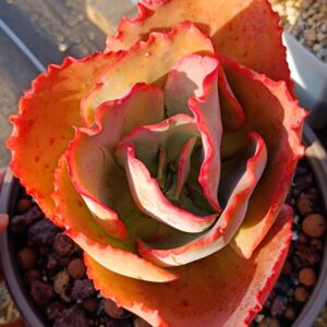 Echeveria Blueenchantress XL