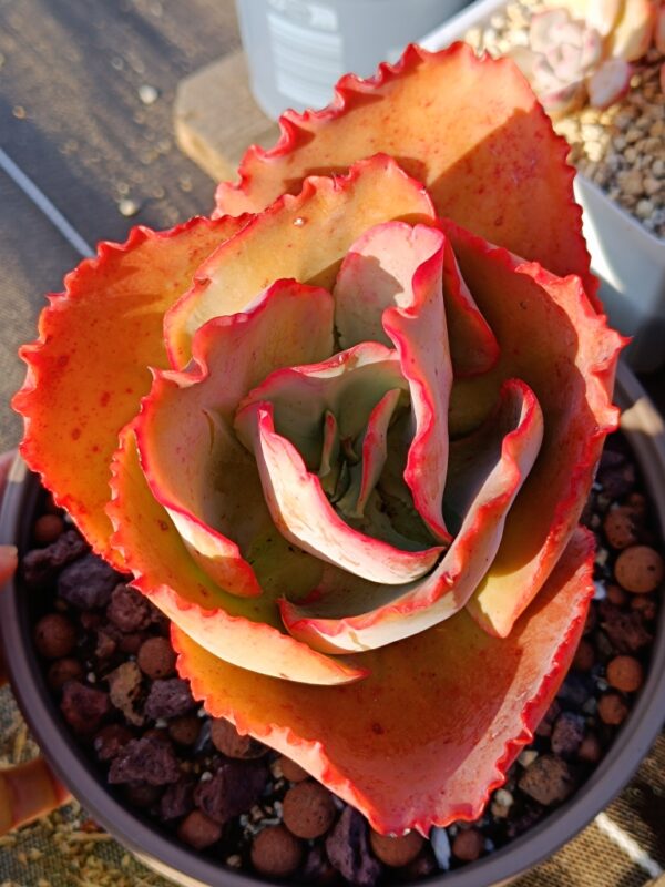 Echeveria Blueenchantress XL