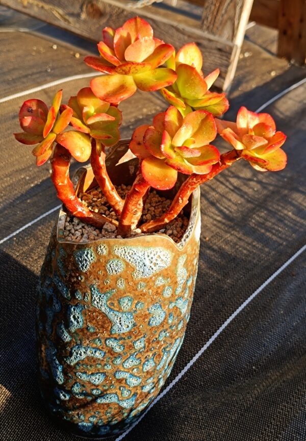 Echeveria Multicalulis 'Ginmei Tennyo' cluster vieux tronc – Image 2