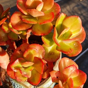 Echeveria Multicalulis 'Ginmei Tennyo' cluster vieux tronc
