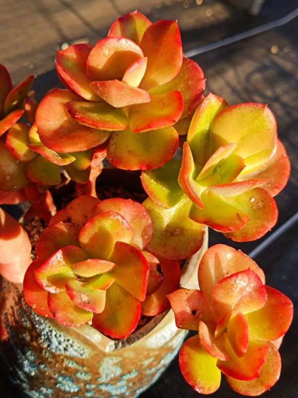 Echeveria Multicalulis 'Ginmei Tennyo' cluster vieux tronc