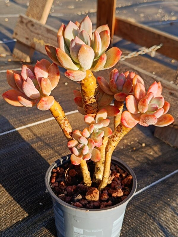 Echeveria Cinderella cluster vieux tronc – Image 3