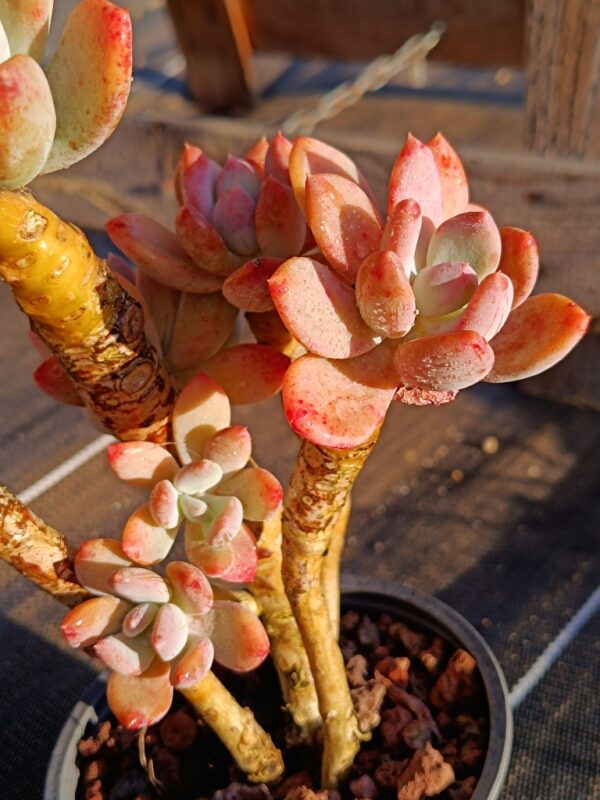 Echeveria Cinderella cluster vieux tronc – Image 2