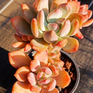 Echeveria Cinderella cluster vieux tronc