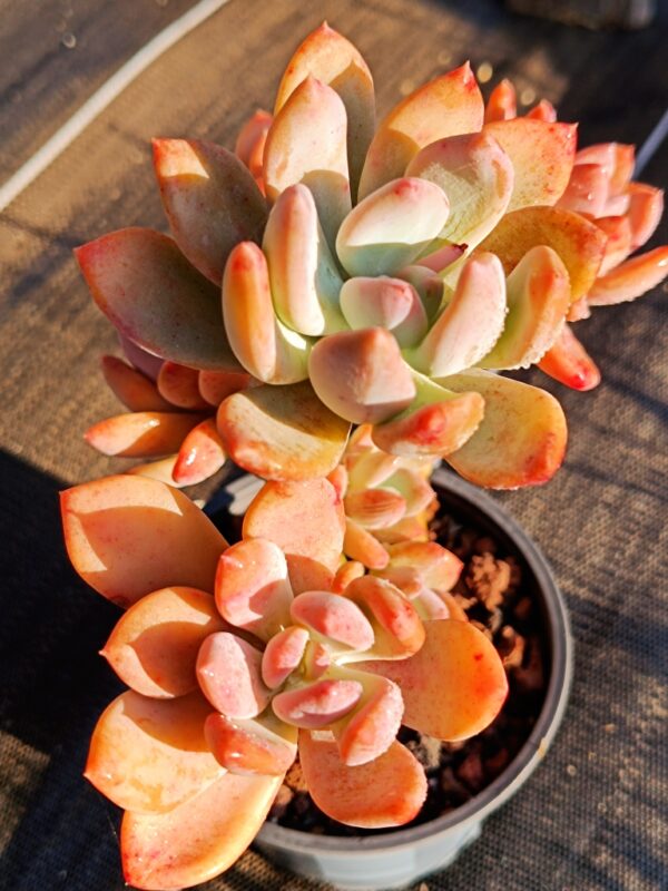 Echeveria Cinderella cluster vieux tronc