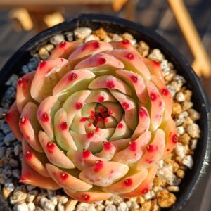 Echeveria Pink Elf