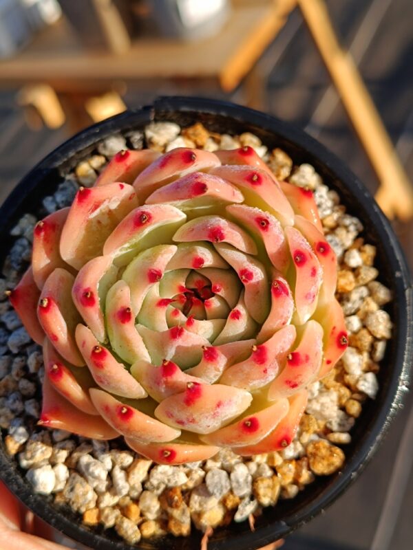 Echeveria Pink Elf