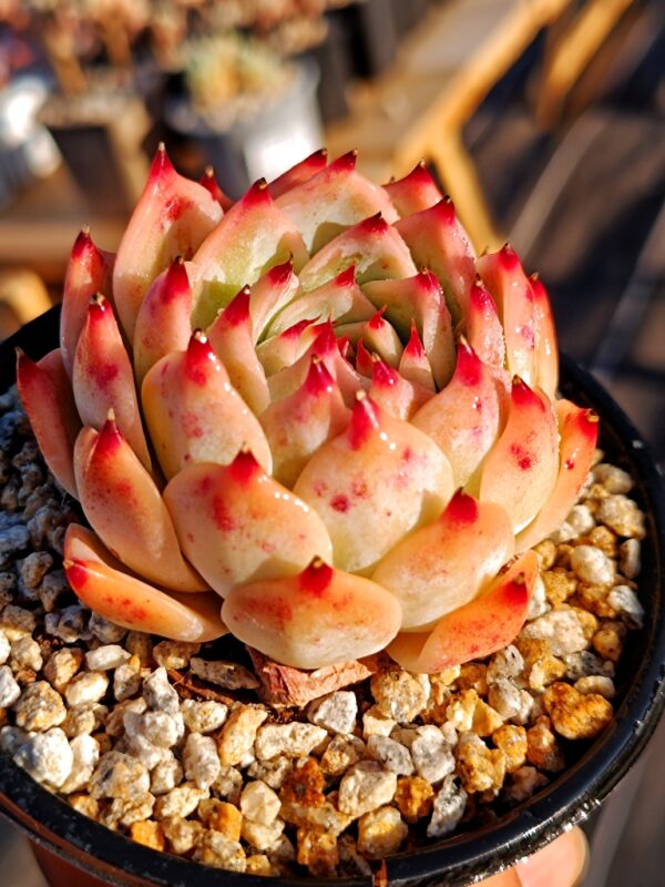 Echeveria Pink Elf – Image 2