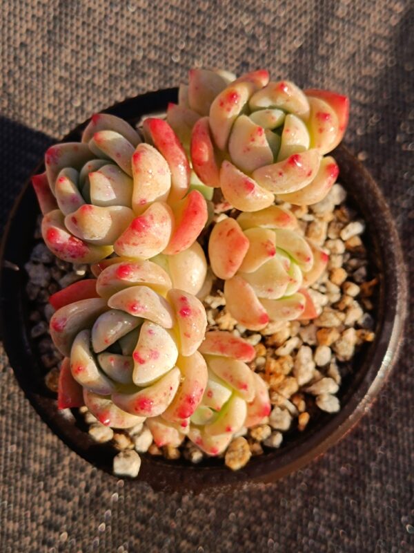 Echeveria Wang Shu cluster