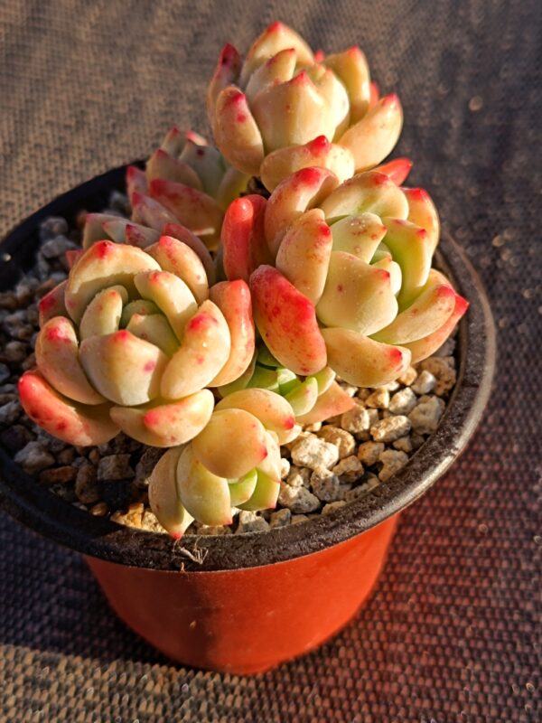 Echeveria Wang Shu cluster – Image 2