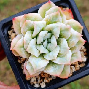 Echeveria Wedding Dress Bubbles variegata