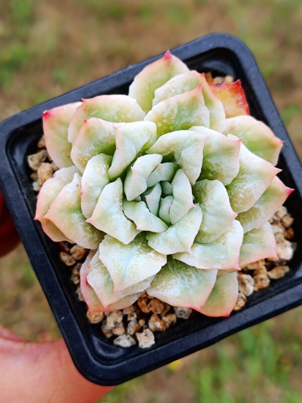 Echeveria Wedding Dress Bubbles variegata