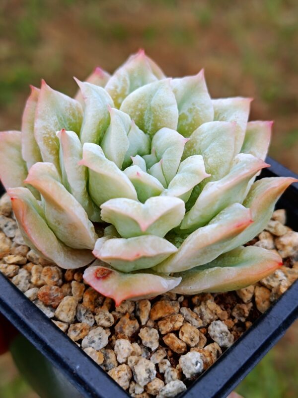 Echeveria Wedding Dress Bubbles variegata – Image 2