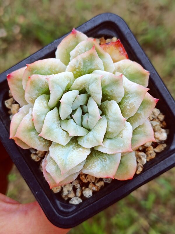 Echeveria Wedding Dress Bubbles variegata – Image 4