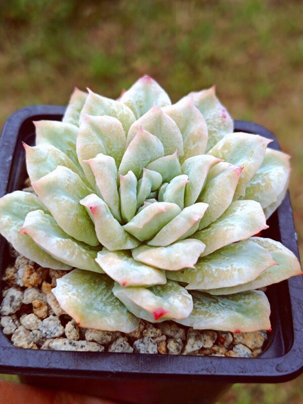 Echeveria Wedding Dress Bubbles variegata – Image 3