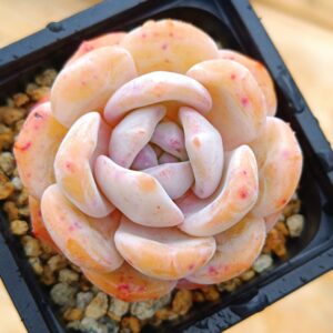 Echeveria Peach tea