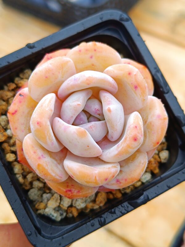 Echeveria Peach tea