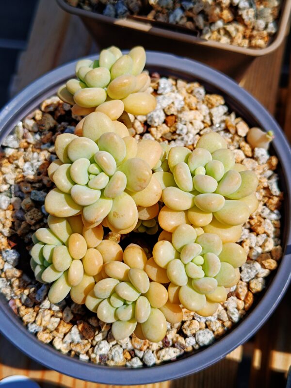 Graptopelatum Rococo cluster M