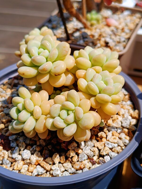 Graptopelatum Rococo cluster M – Image 2