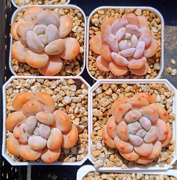 xPachyveria Hybrid – Image 5