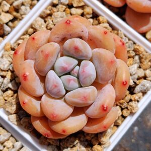 xPachyveria Hybrid