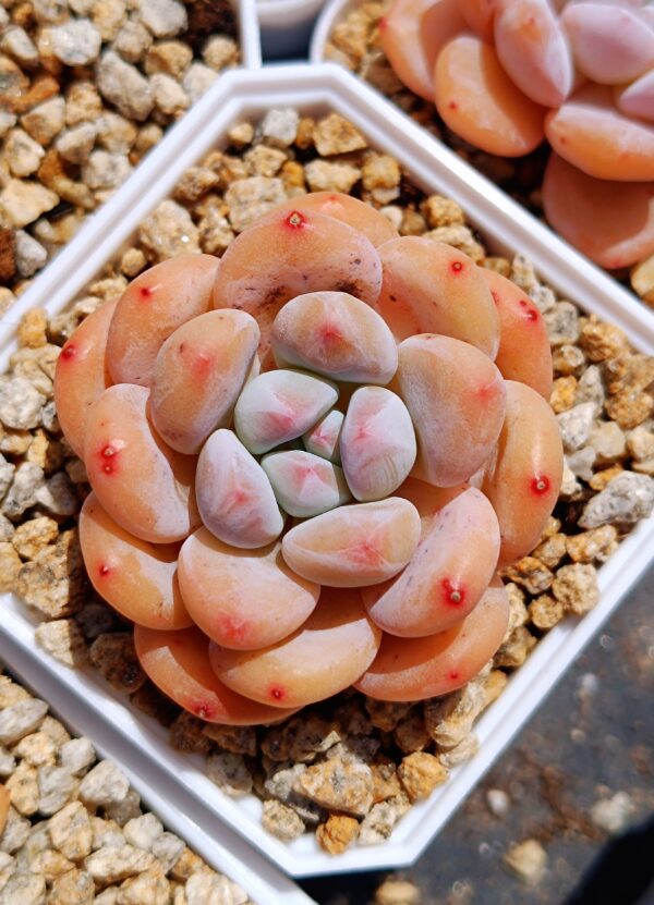xPachyveria Hybrid