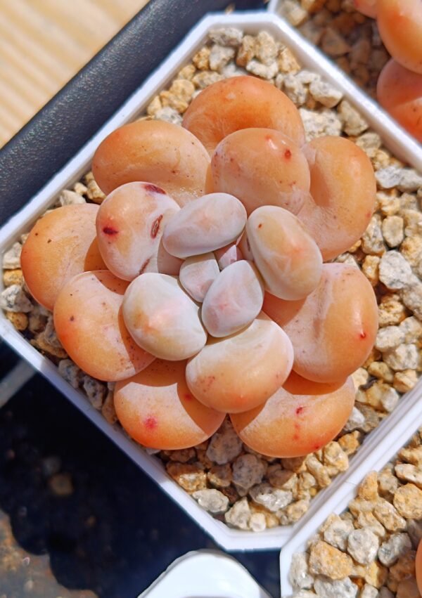 xPachyveria Hybrid – Image 4