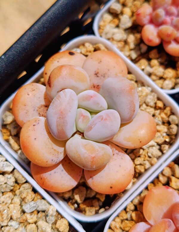 xPachyveria Hybrid – Image 3