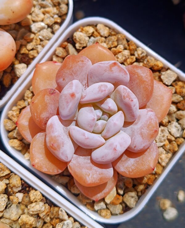 xPachyveria Hybrid – Image 2