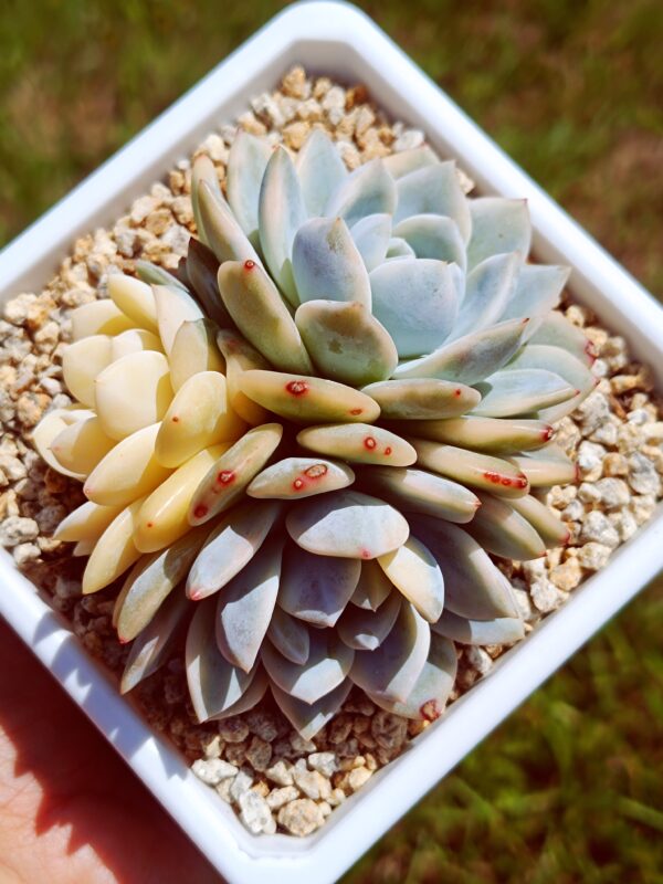 Echeveria Monroe variegata cluster