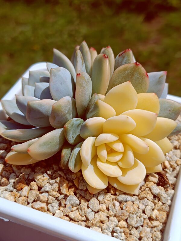 Echeveria Monroe variegata cluster – Image 5