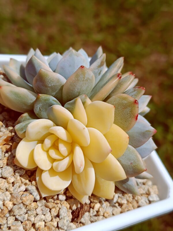 Echeveria Monroe variegata cluster – Image 4