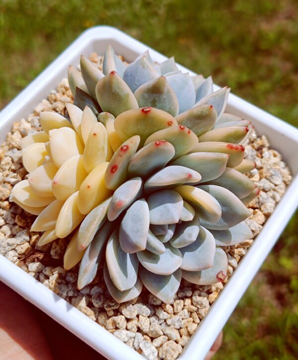 Echeveria Monroe variegata cluster – Image 3
