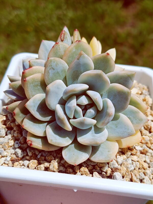 Echeveria Monroe variegata cluster – Image 2