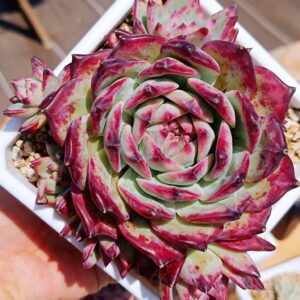 Echeveria Black Latam Hybrid Cluster