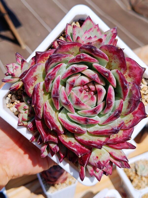 Echeveria Black Latam Hybrid Cluster