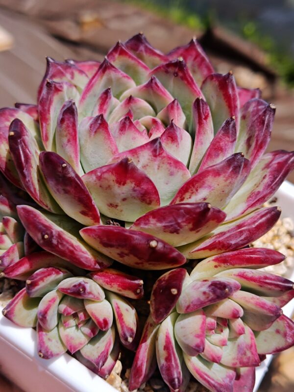 Echeveria Black Latam Hybrid Cluster – Image 4