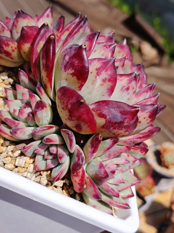 Echeveria Black Latam Hybrid Cluster – Image 3