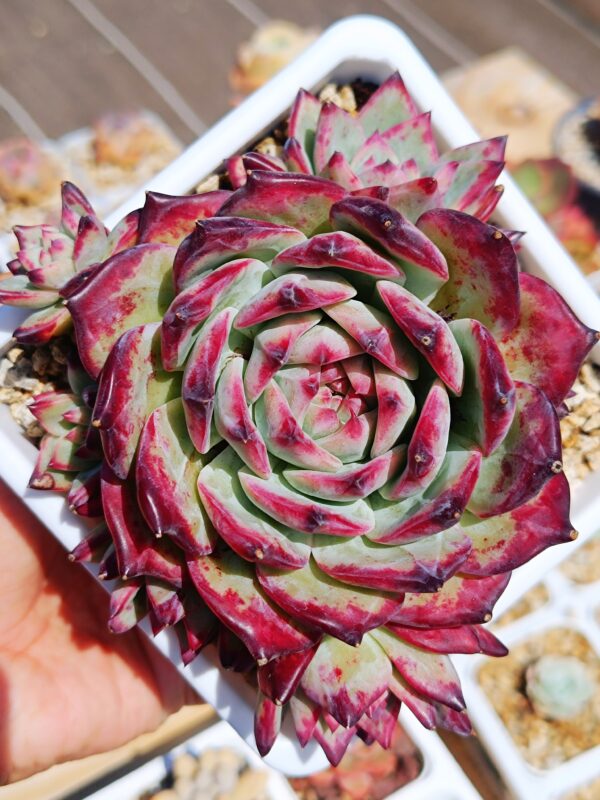Echeveria Black Latam Hybrid Cluster – Image 2
