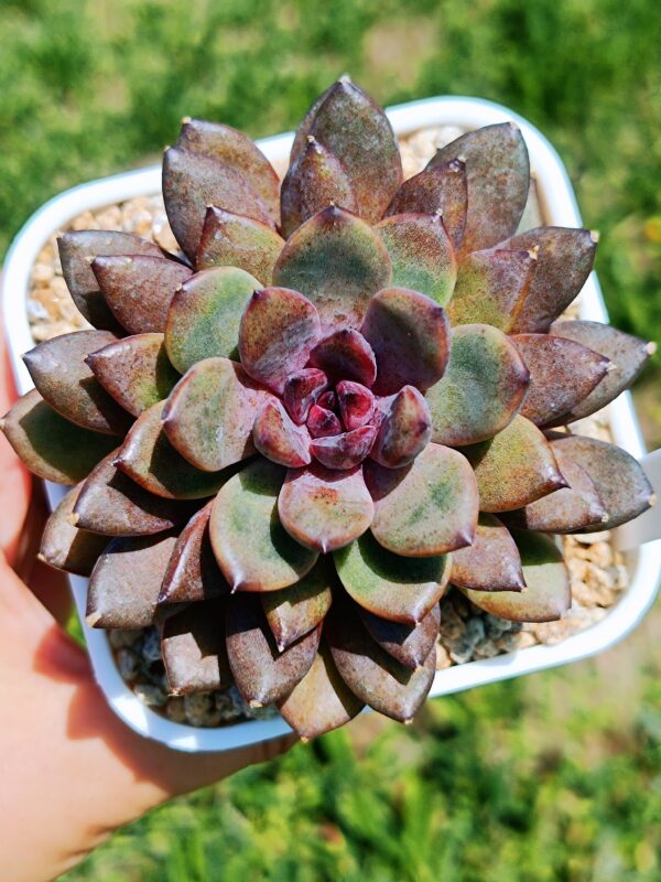 Echeveria Black Beauty – Image 3