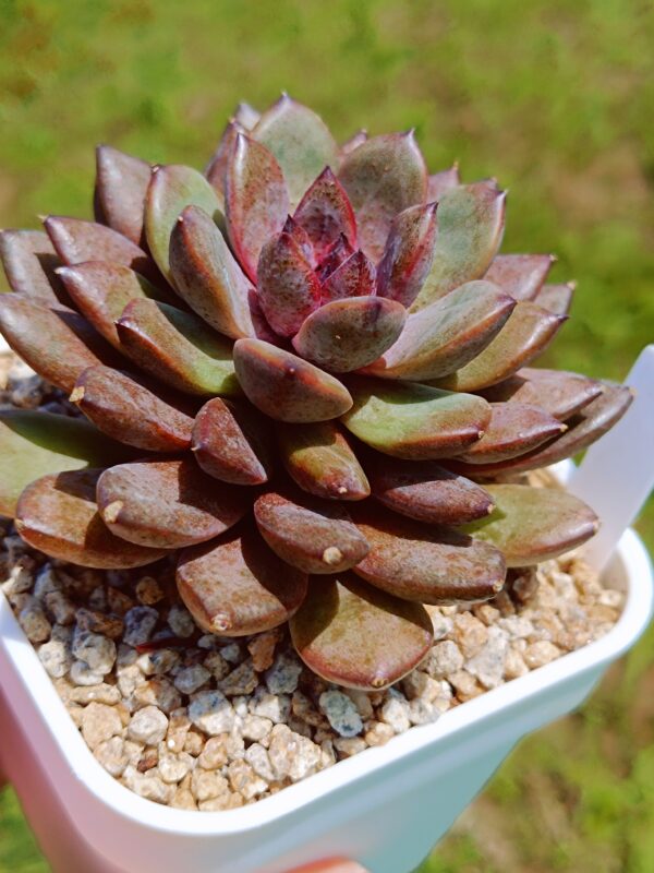 Echeveria Black Beauty – Image 2