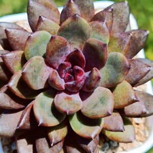 Echeveria Black Beauty
