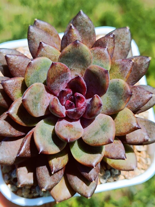 Echeveria Black Beauty
